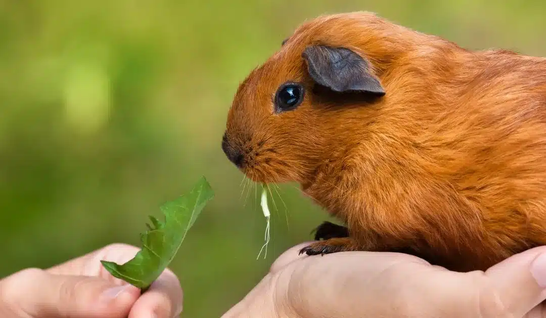 What’s the Friendliest Kind of Guinea Pig? 5 Breeds