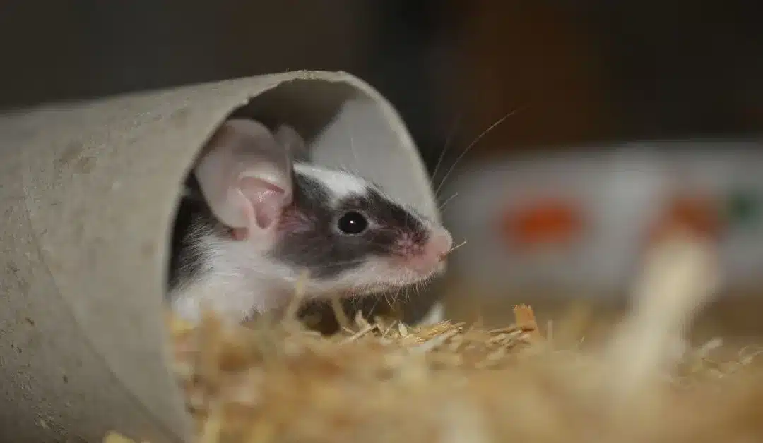 Choosing the Perfect Bedding for Your Pet Mice: A Comprehensive Guide