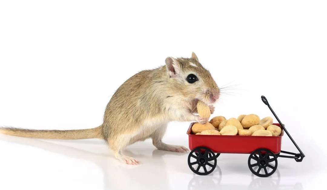 What Can Gerbils Eat as Treats? Healthy Treats for Gerbils