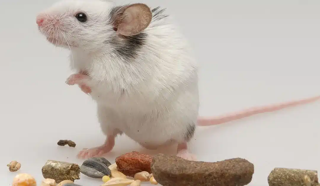 What to Feed Your Pet Mice: A Comprehensive Guide