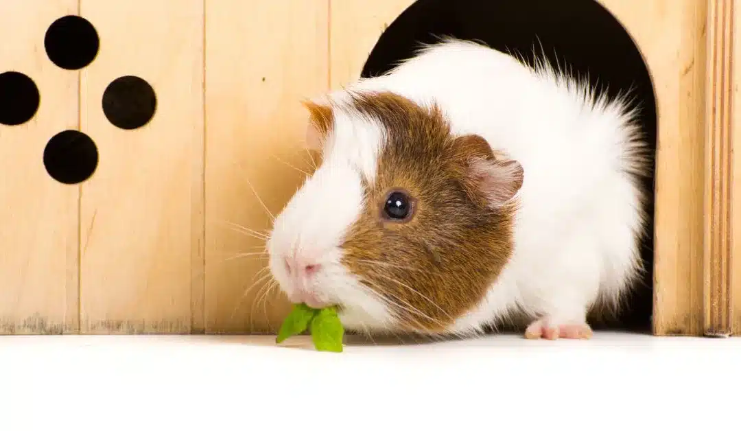 Guinea Pig Cage Size Guide: How Much Space Do They Really Need?