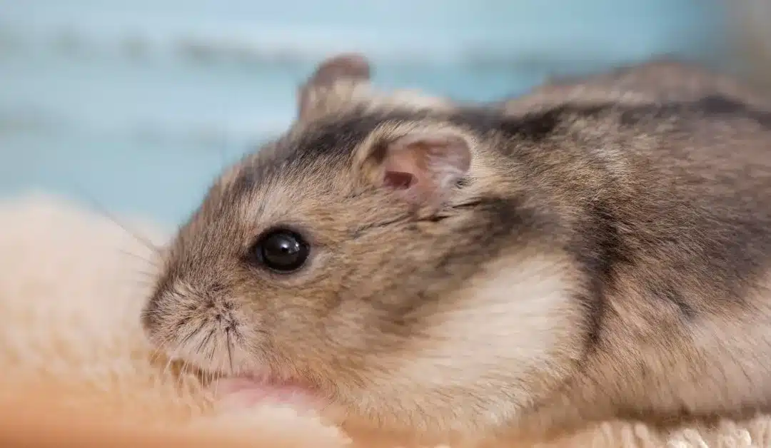 What Are Hybrid Dwarf Hamsters, and Should You Get One?