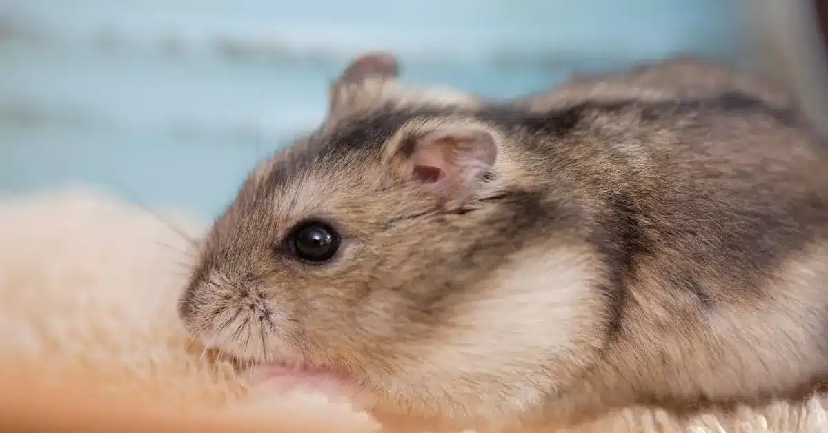 campbell dwarf hamster