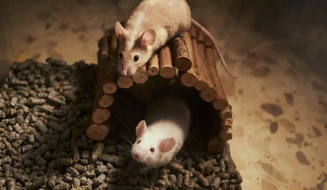 Pet Mouse Introductions: Step-by-Step Guide