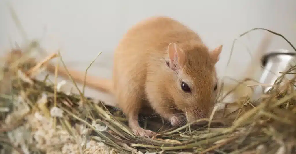 What Do Gerbils Eat? Complete Gerbil Nutritional Guidelines