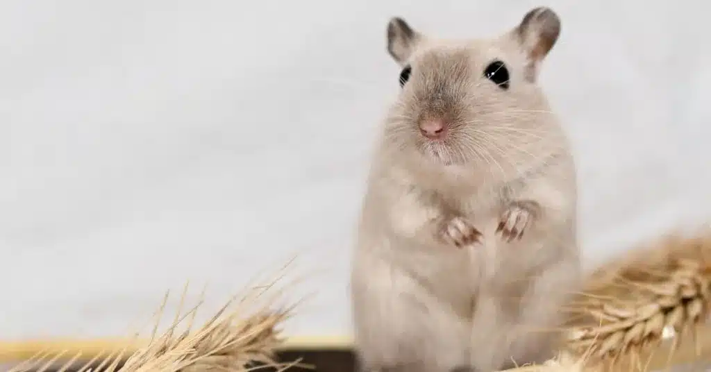 What is the Best Food for Gerbils? A Comprehensive Guide