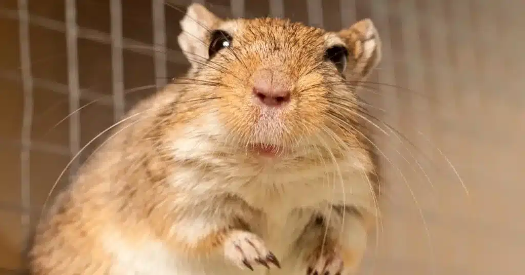 What Are the Best Gerbil Cages and Enclosures?