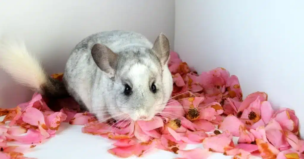 Should You Get a Male or Female Chinchilla?