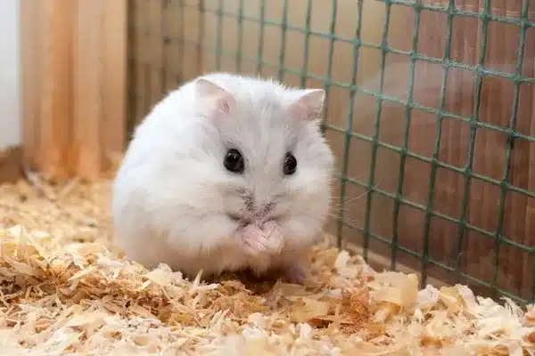 Hamster Cage Size Minimums Around the World