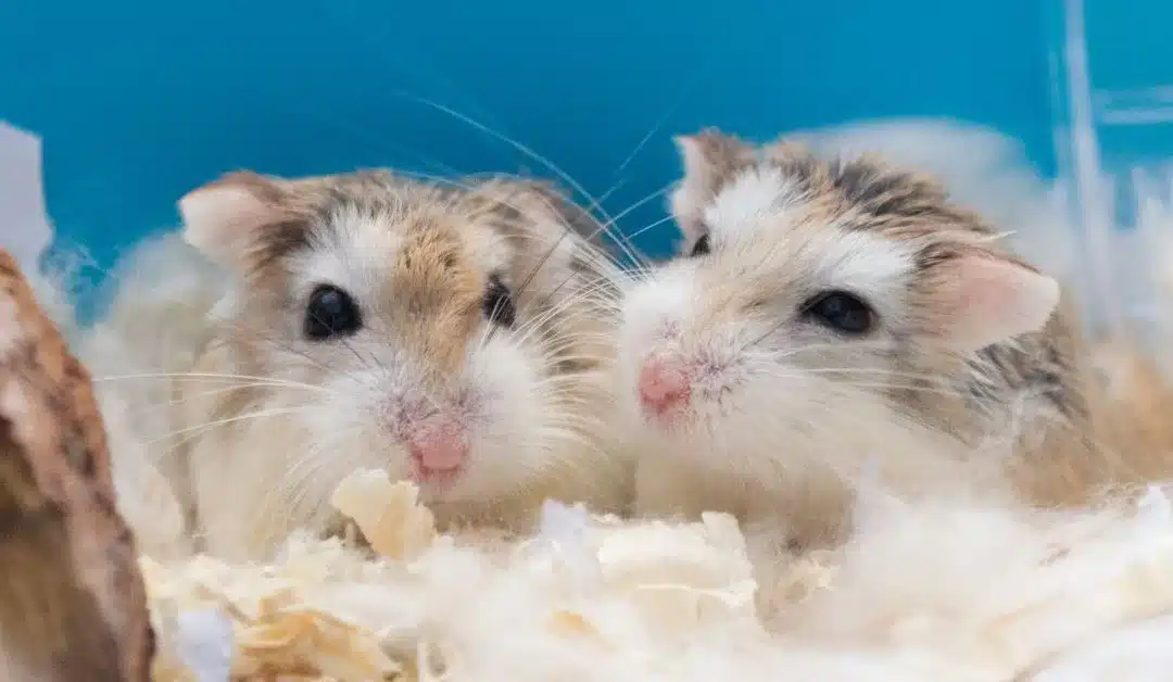 Controversial Topic: Can Dwarf Hamsters Live Together?
