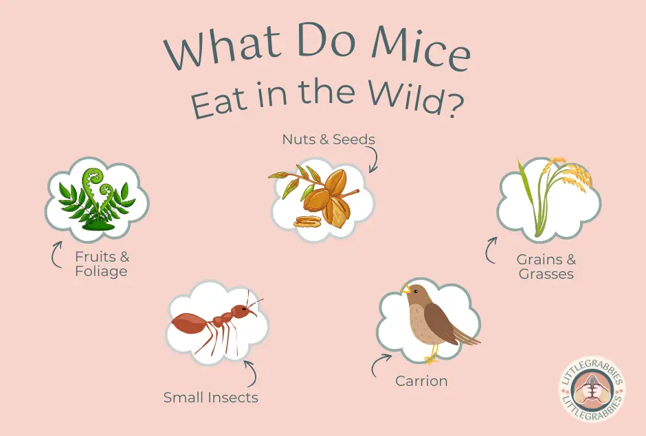 Foods for mice in the wild, including fruits and foliage, nuts and seeds, grains and grasses, small insects, and carrion