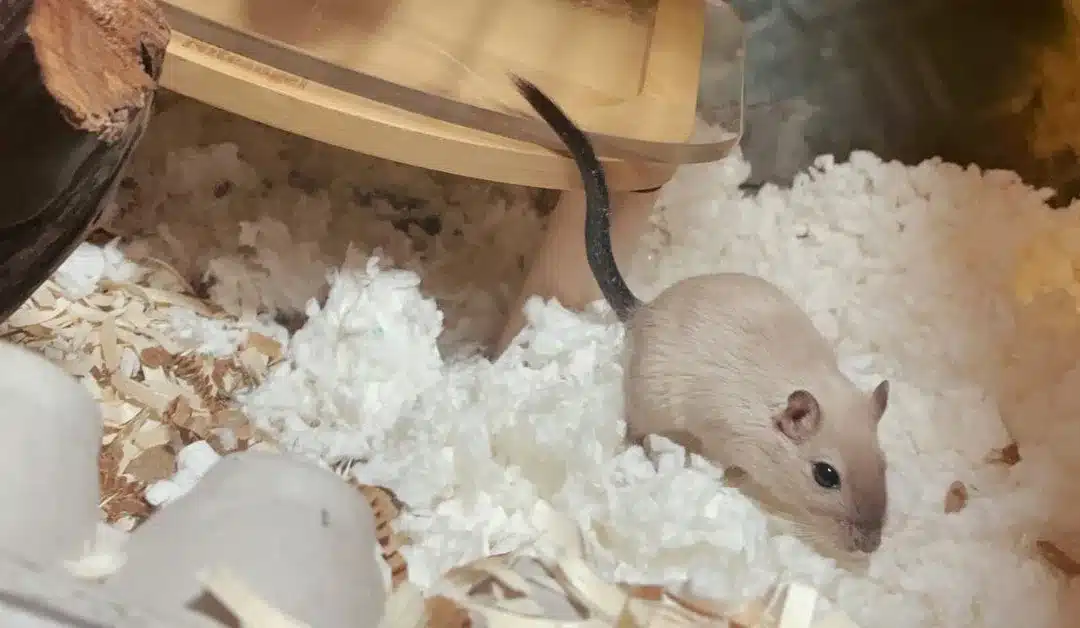 What Is the Best Bedding for Gerbils?