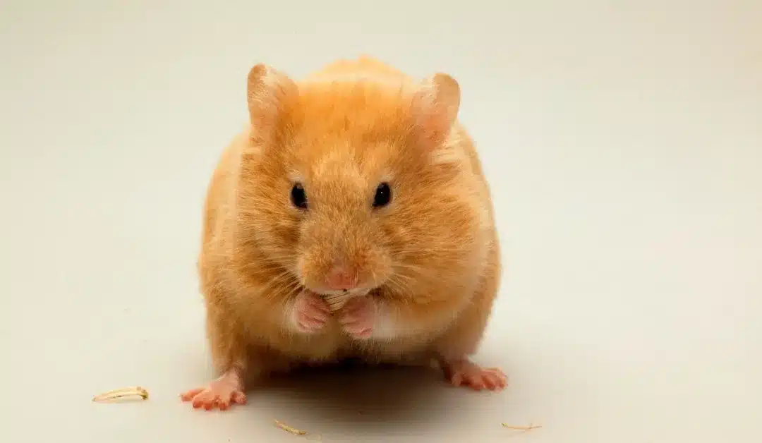 What Do Hamsters Eat? Complete Hamster Nutritional Guidelines