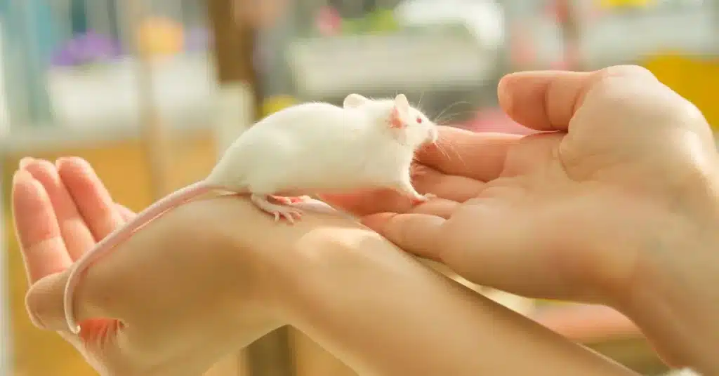 White fancy mouse on a person's hands