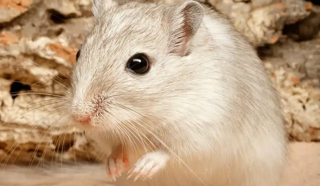 How Long Do Gerbils Live? Gerbil Lifespan as Pets and in the Wild