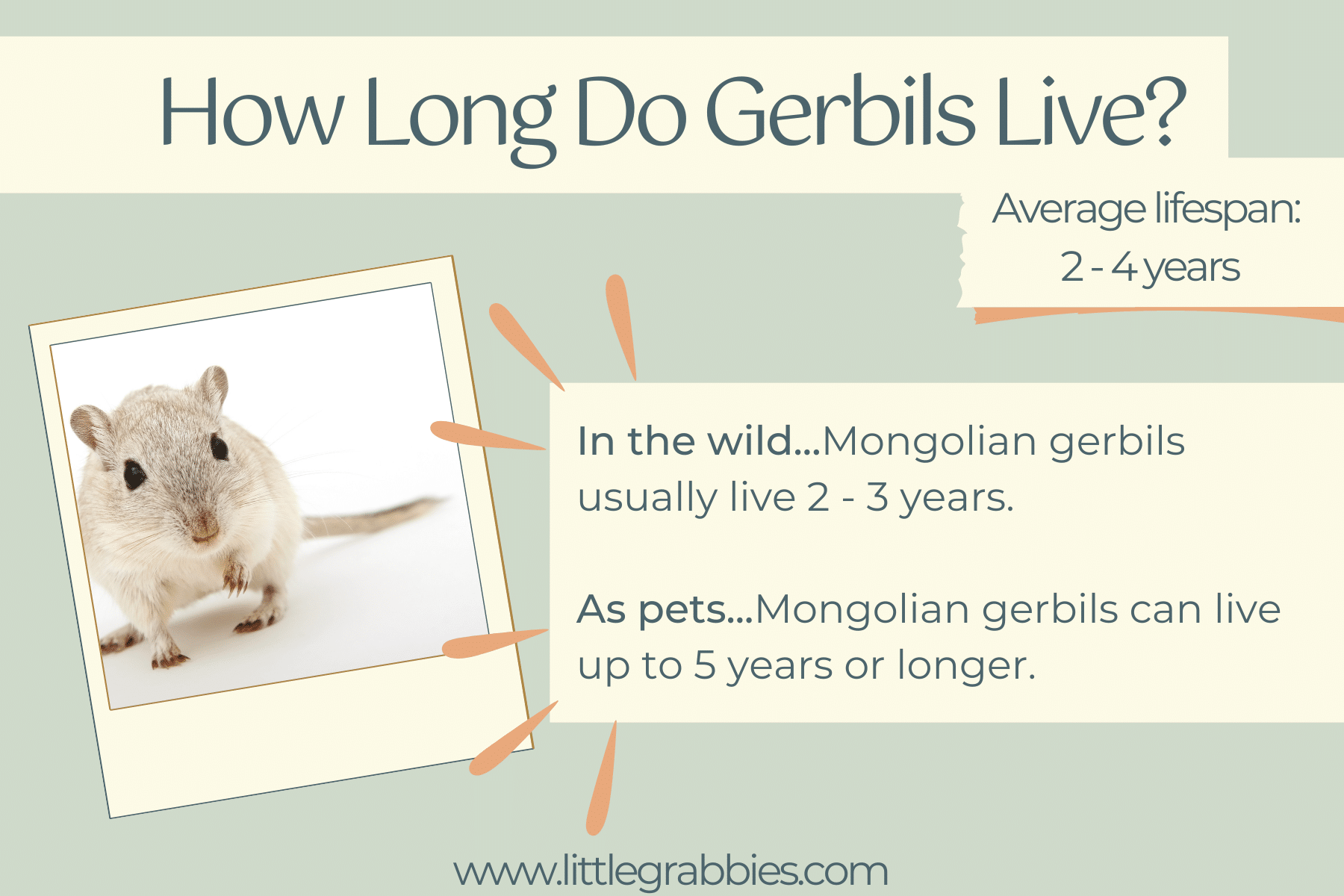 how long to gerbils live - average gerbil lifespan graphic