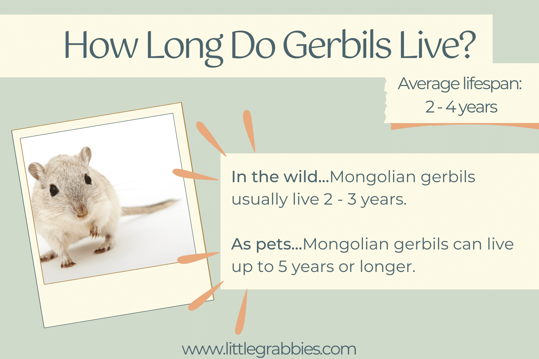 How Long Do Gerbils Live? Gerbil Lifespan as Pets and in the Wild -  LittleGrabbies