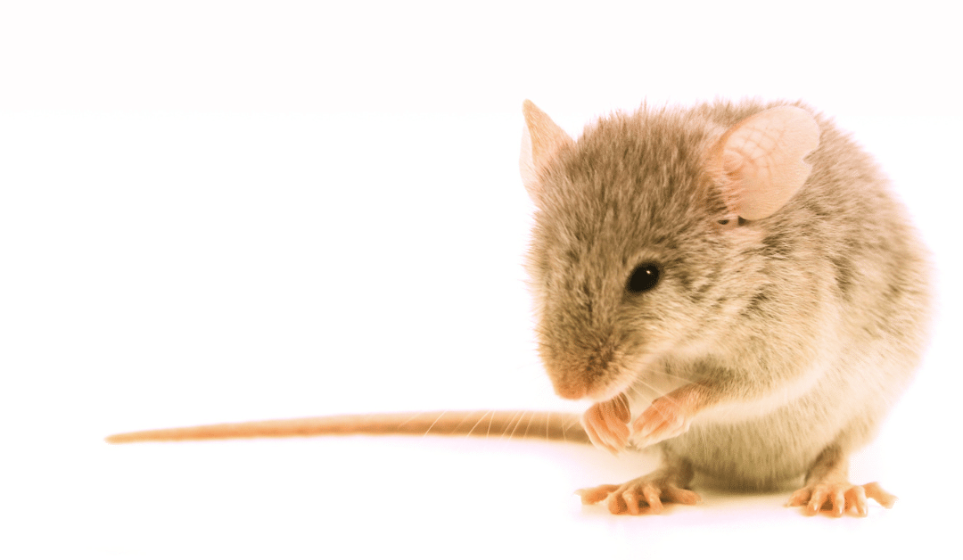 Do Pet Fancy Mice Smell Bad? + How to Minimize Mouse Odor