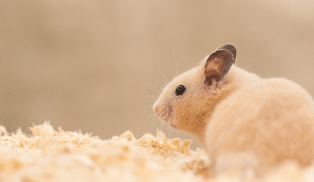 What’s the Best Hamster Bedding? Safe Products and Tips