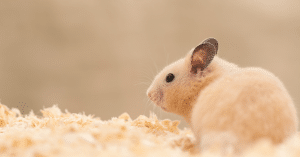 Syrian hamster sitting in aspen bedding