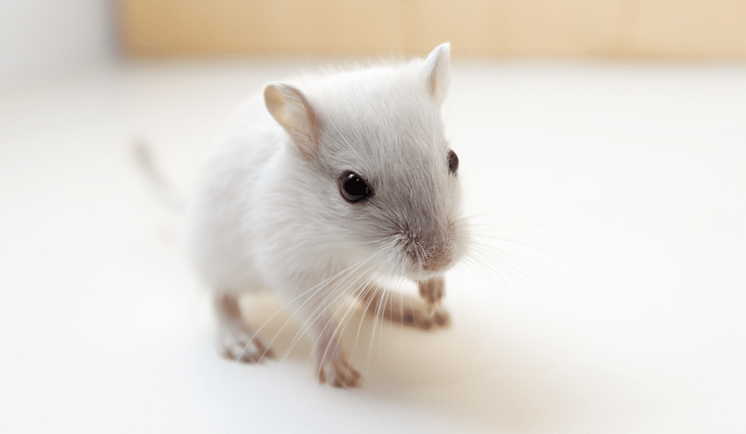 How Much Do Gerbils Cost? Price of Adoption and Care
