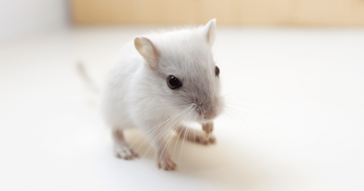 White baby gerbil on a plain white surface
