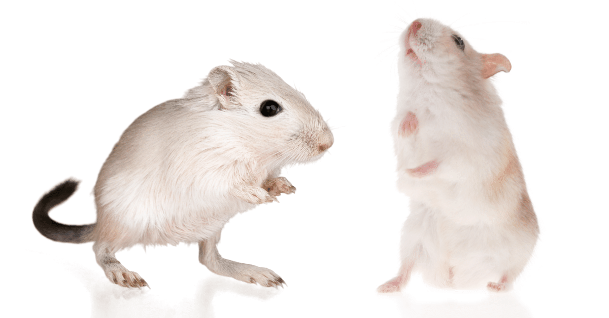 Grey gerbil next to a Syrian hamster on a white background