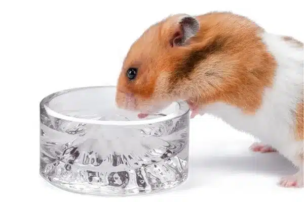 Syrian hamster drinking out of a Niteangel glass drinking bowl