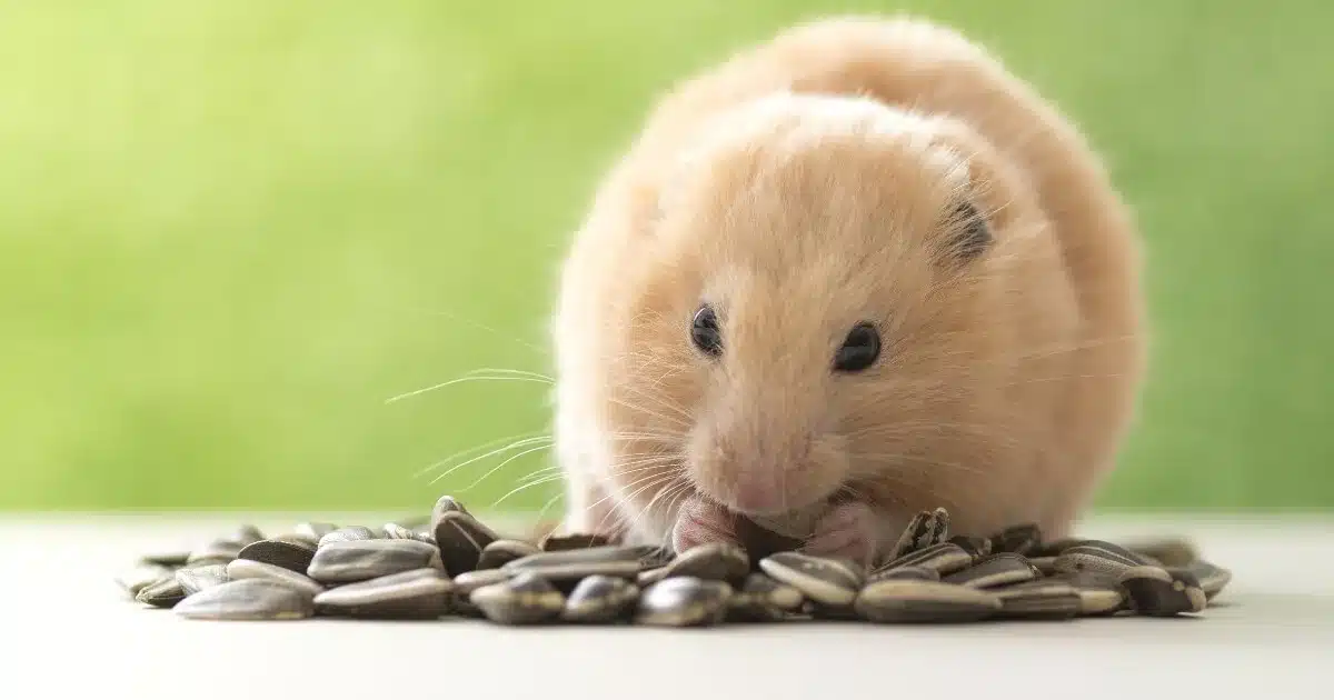 Best hamster pellets best sale