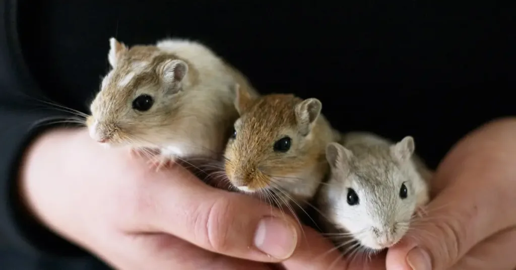 Three gerbils enjoying being held