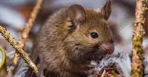 Brown mouse eats an insect while sitting on a twig