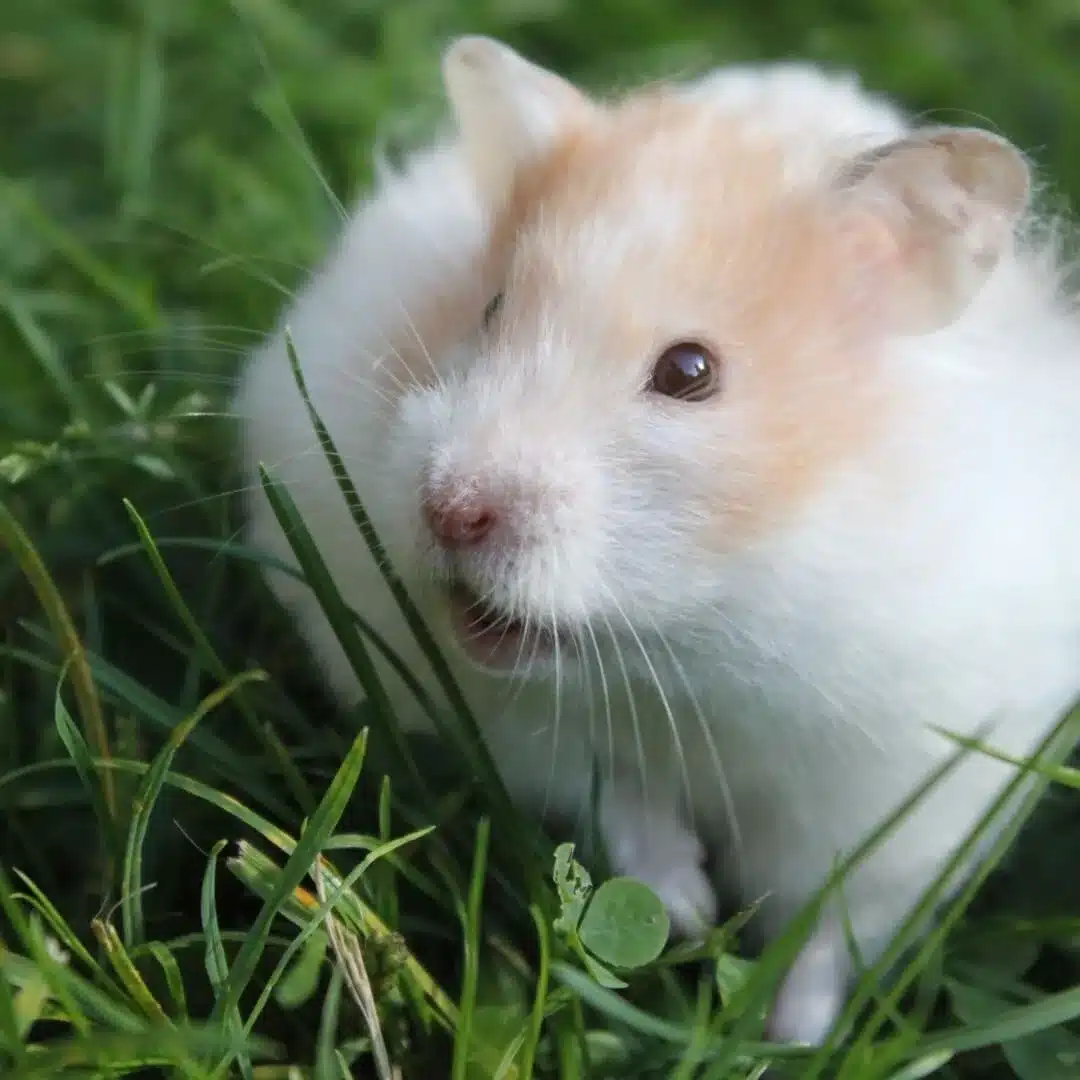 Red and white Syrian hamster sitting in grass outdoors