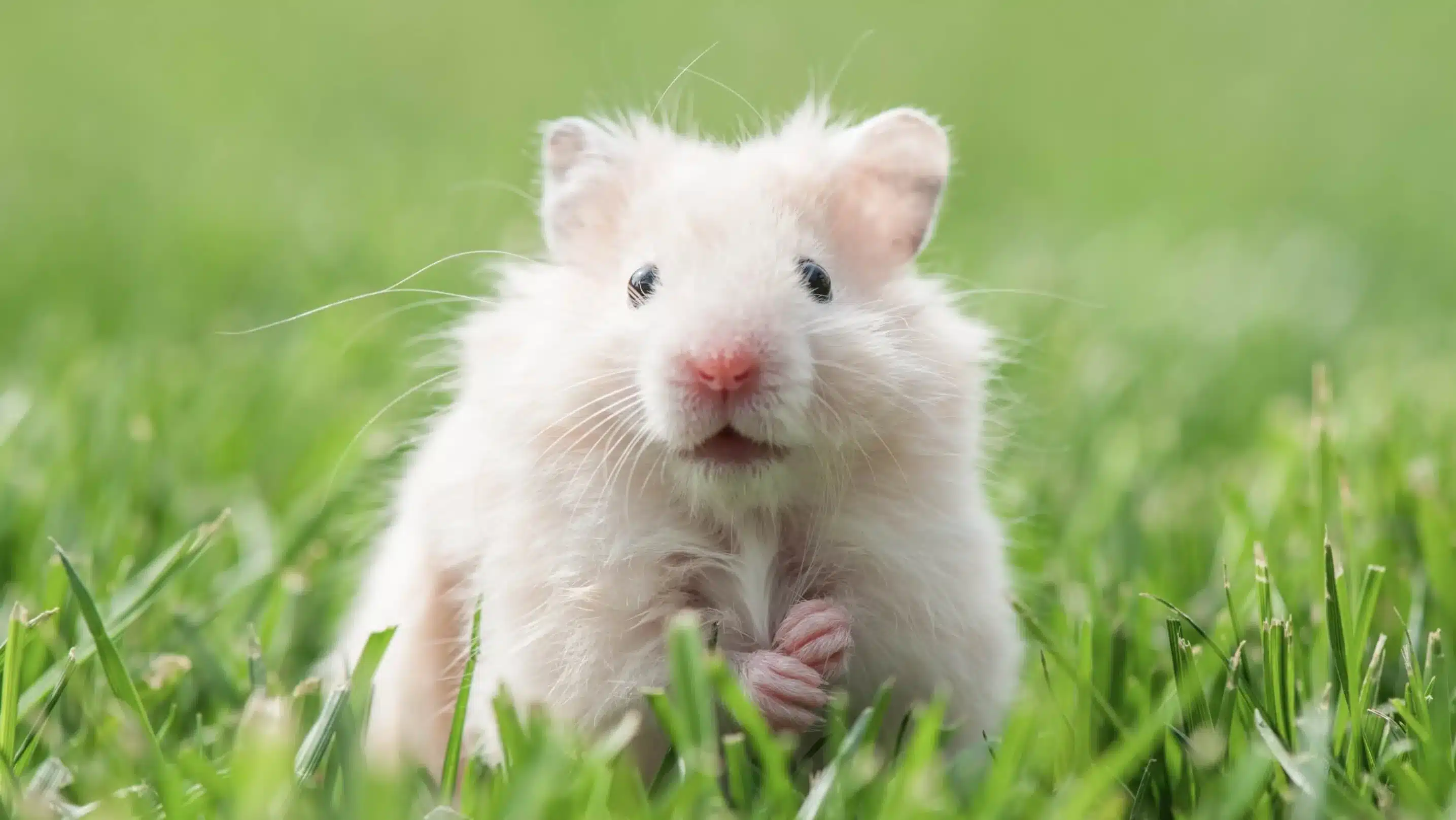 Syrian hamster sitting on grass outside, holding something in its hands