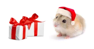 Two white gifts with red ribbons next to a dwarf hamster wearing a Santa hat