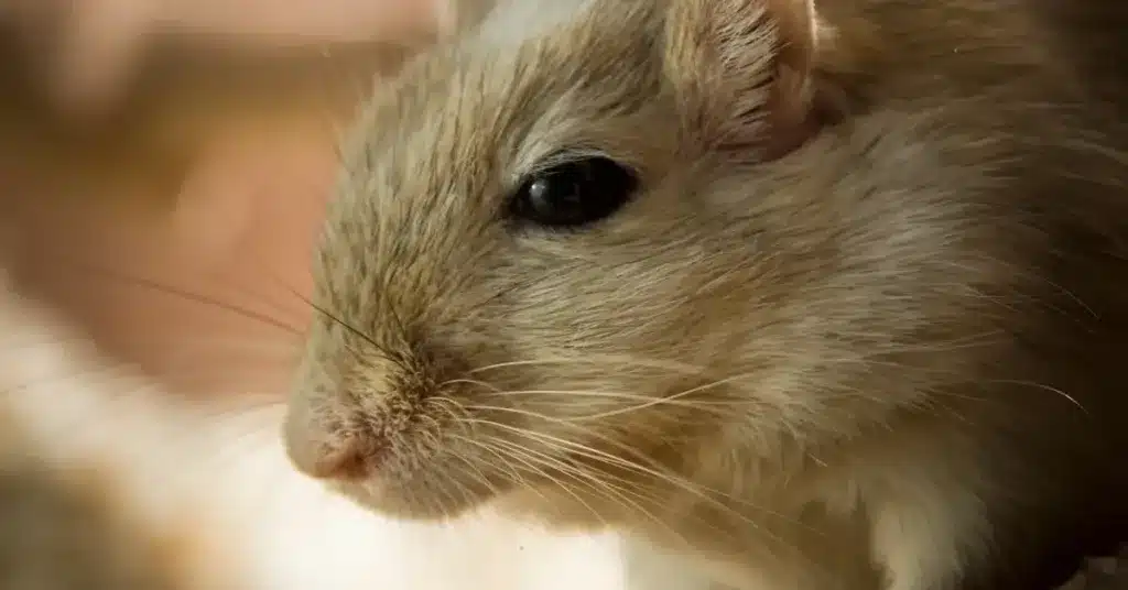 Gerbil with tail slip sits with eyes slightly closed