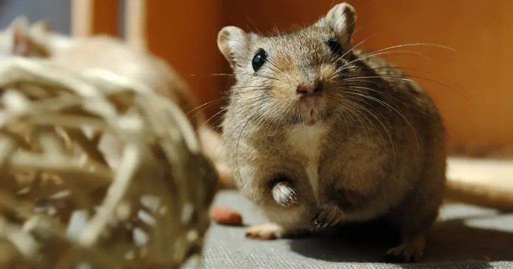 Gerbil that lives near a hamster looking around curiously