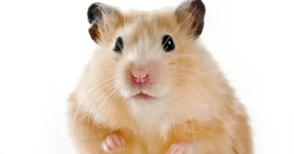 Hamster whose age is unknown by its owner
