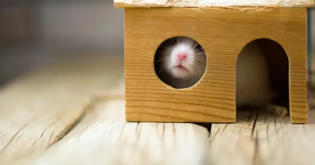 White Syrian hamster peaks out from a wooden hide sitting on a wood surface