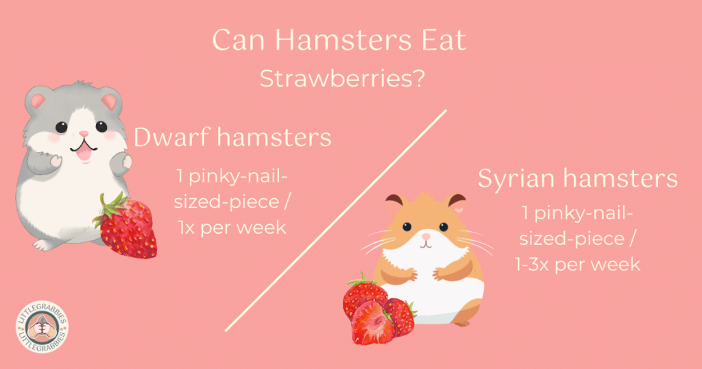 Graphic asking if hamsters can eat strawberries and providing the proper portion of strawberry for both dwarf hamsters and Syrian hamsters. Graphics show a dwarf hamster and Syrian hamster with cartoon strawberries.