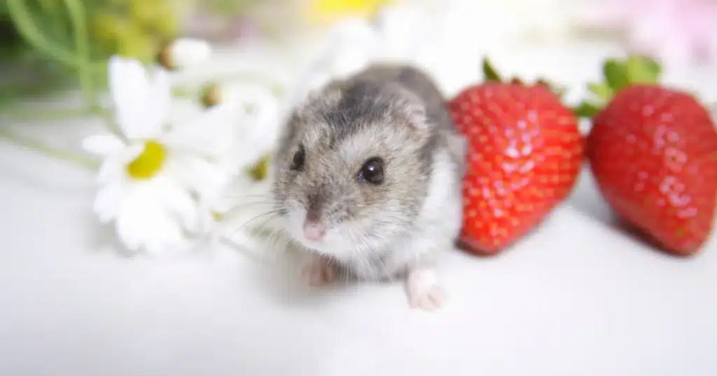 Grey dwarf hamster sitting next to strawberries and flowers on a white surface
