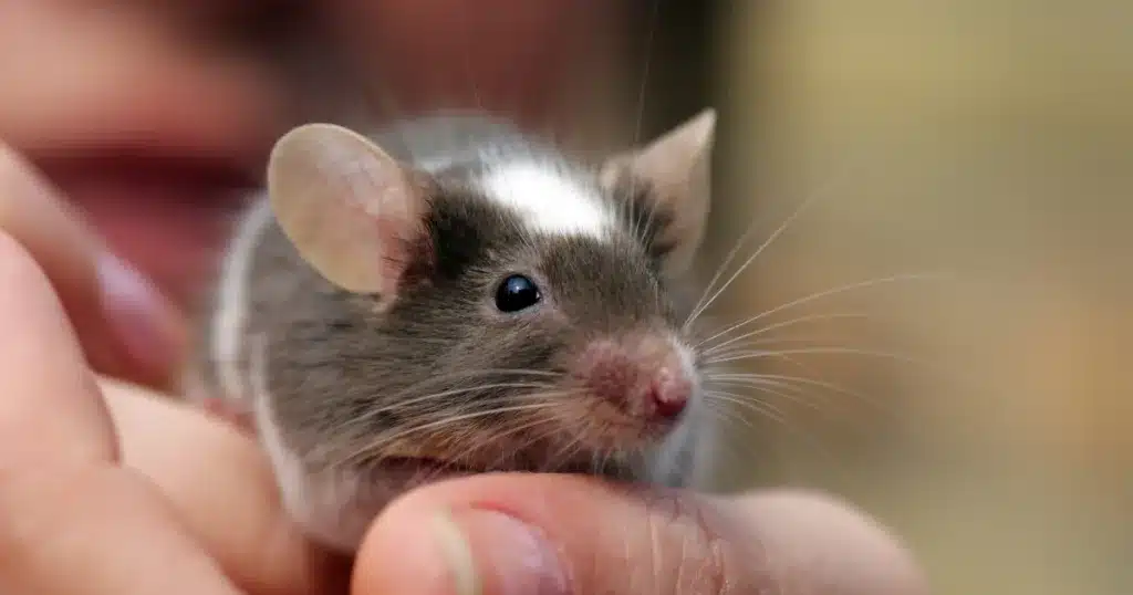 Cute grey pet mouse with a white spot on its head, in a person's hands