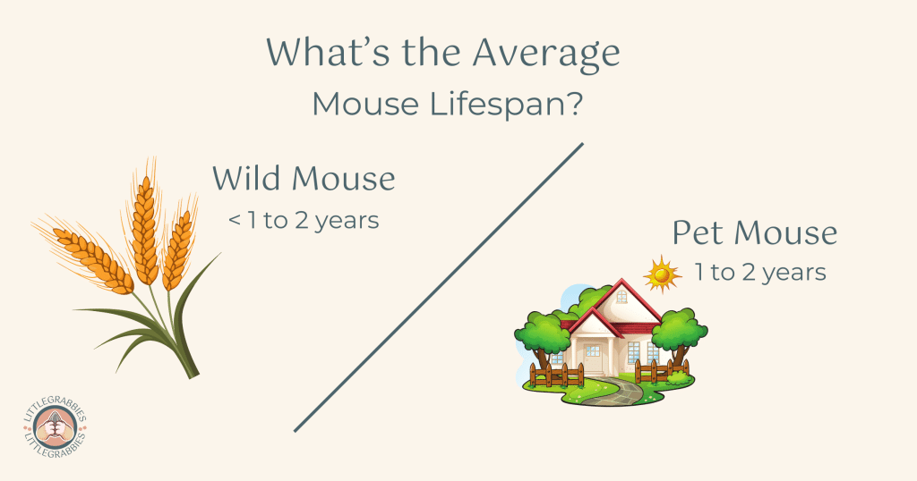 Average mouse lifespan for pet mice and wild mice