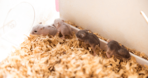 Baby hamsters walking around in bedding