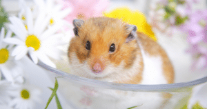 Syrian hamster in a dish surrounded by spring flowers
