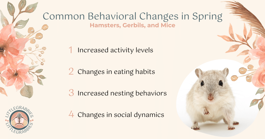 Common spring behavior changes in hamsters, gerbils, and mice