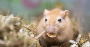 A blonde-furred gerbil eating a nut or seed surrounded by hay and bedding